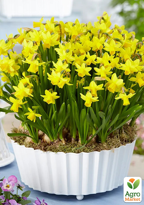 Нарцис "Tete A Tete" укорінений