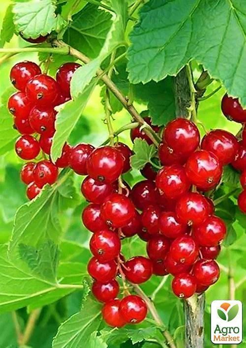 Порічка (смородина) червона "Роднеус" (пізній термін дозрівання)