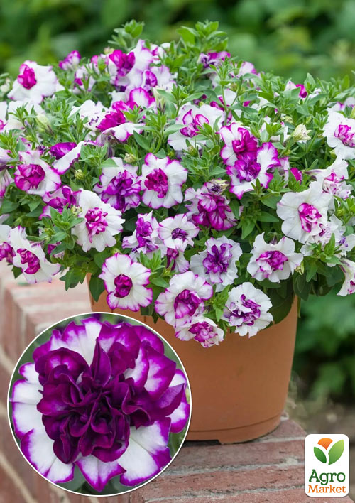 Петунія напівампельна Tumbelina "Nicola"