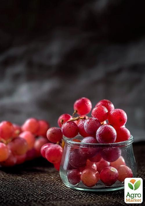 Виноград "Бодрый" - фото 4