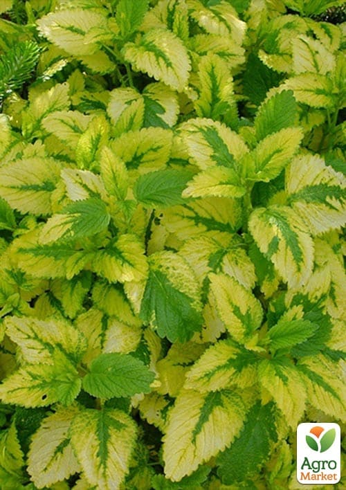 Мелисса лимонная "Aurea"