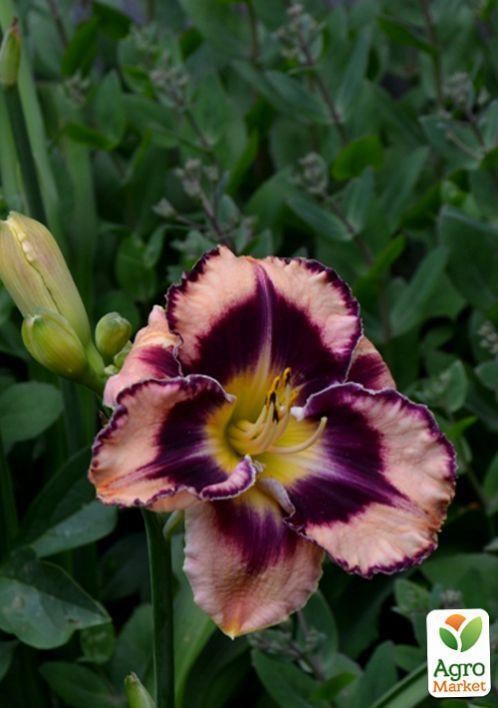 Лилейник "Rock Solid" 1шт в упаковке - фото 3