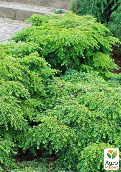 Тсуга Канадская "Jeddeloh" (контейнер Р9) - фото 3