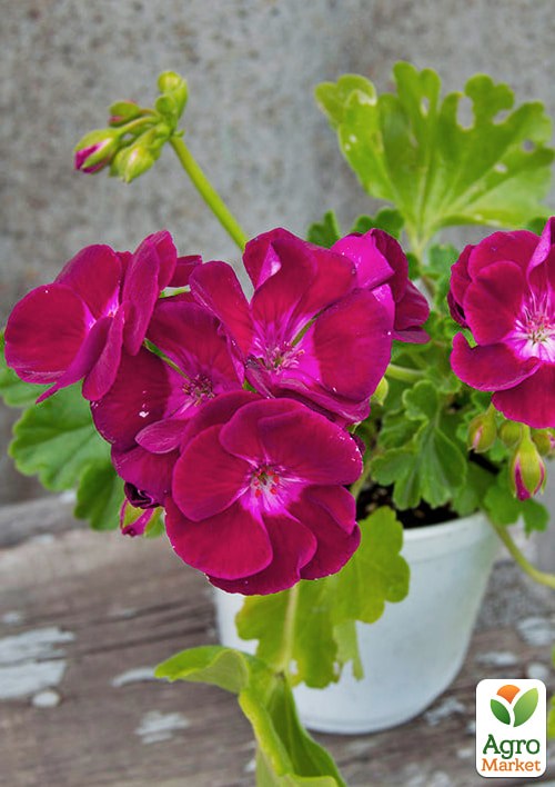 Пеларгония зональная Flower Fairy "Velvet"  - фото 2