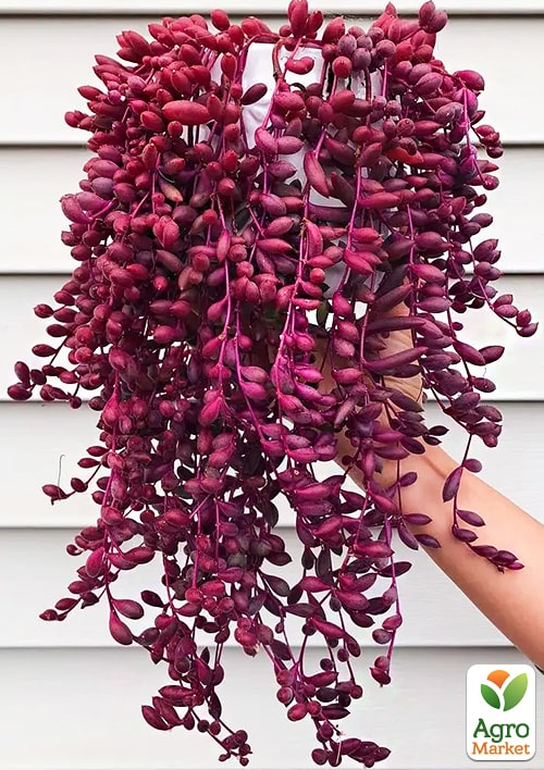 Оттона "Рубиновое ожерелье"  - фото 2