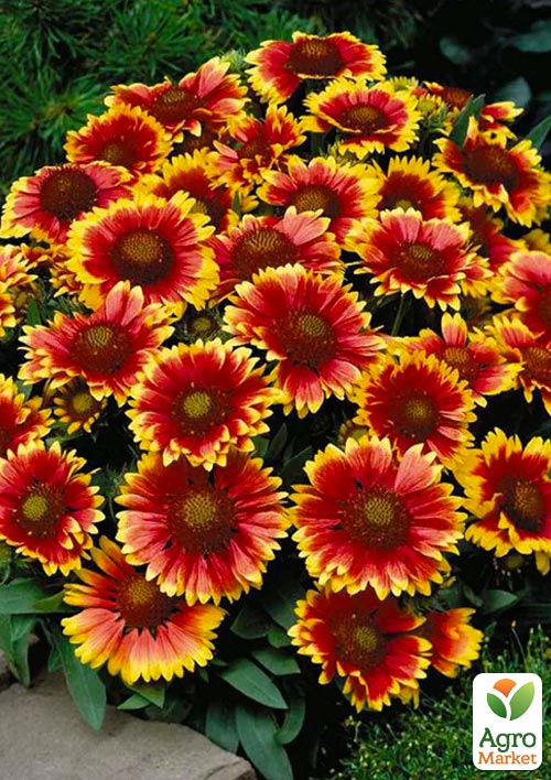 Гайлардія багаторічна великоквіткова "Guapa Tango Bicolour" (вазон Р9)