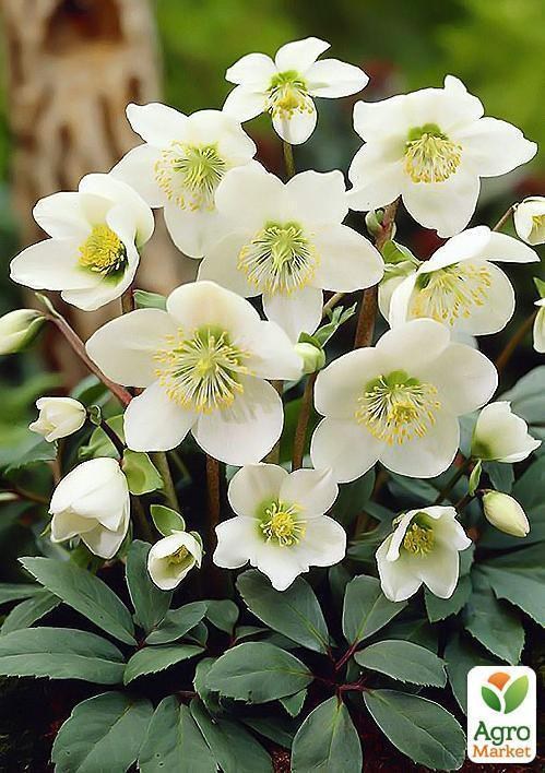 Морозник "Helleborus Niger" дм 8 см выс. 12 см