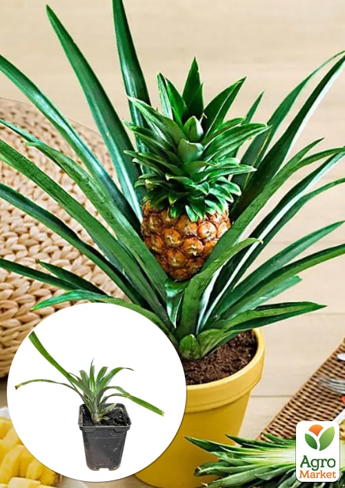 Ананас комнатный "Чампака"