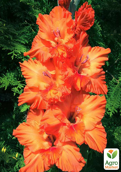 Гладиолус "Olympic Flame" 