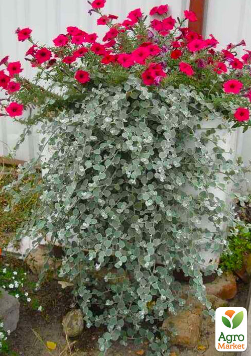 Геліхрізум ампельний "Silver Mist"