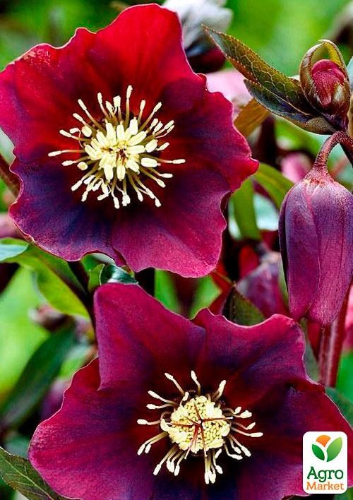 Морозник (Helleborus) "Red Lady"