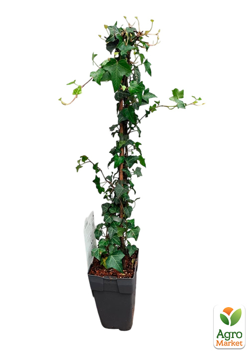 LMTD Плющ "Hedera Helix" (высота 60-70см) - фото 2