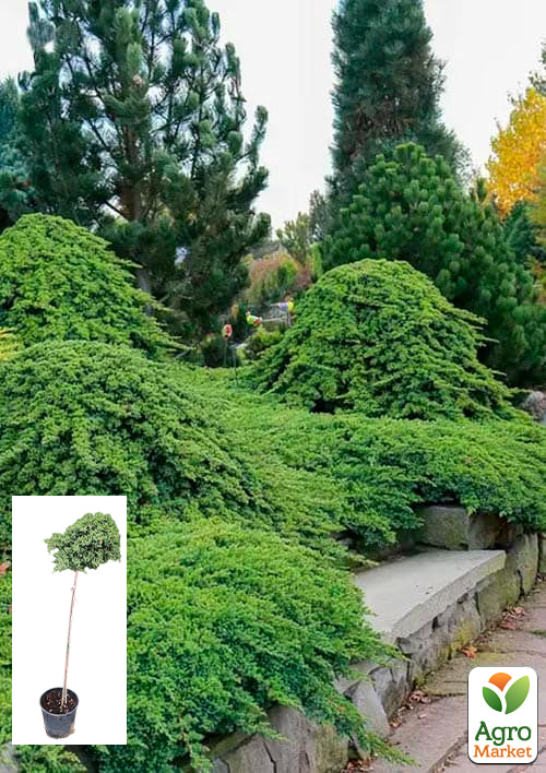 Можжевельник стелющийся на штамбе «Procumbens Nana» С10, высота 90-110см, диаметр кроны 25-35см