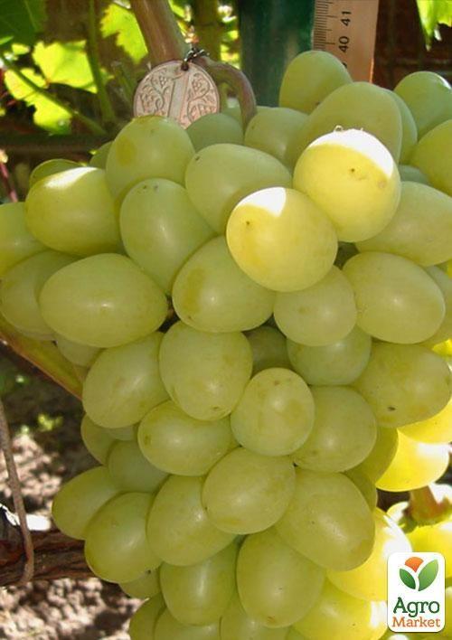 Виноград "Аркадія" (ранній термін дозрівання, один з кращих сортів в Україні)