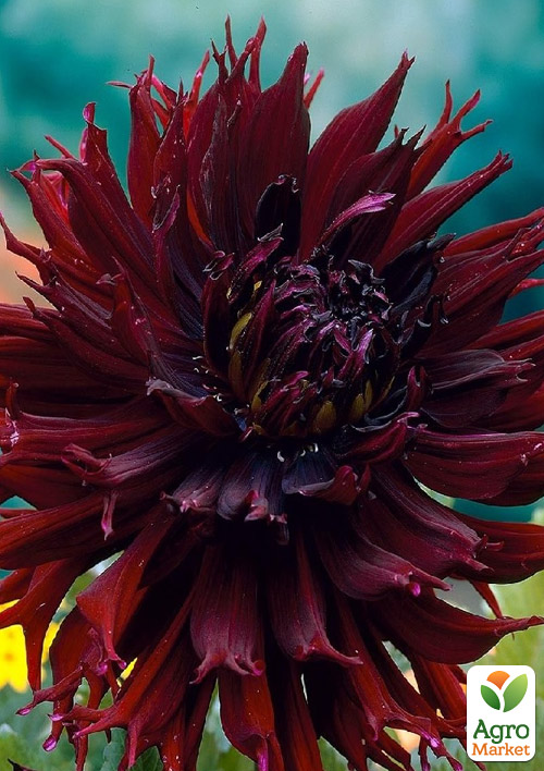 Георгина "Kenora Macop-B"