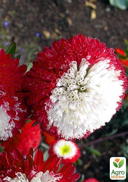 Айстра "Зимова вишня" (Зипер) ТМ "Весна" 0,5г - фото 4