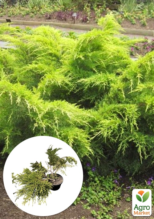 Можжевельник средний "Gold Coast" (ком/сетка) диаметр 100-120 см