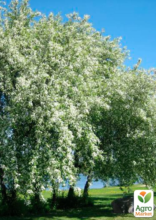 Черемха в контейнері "Намисто"