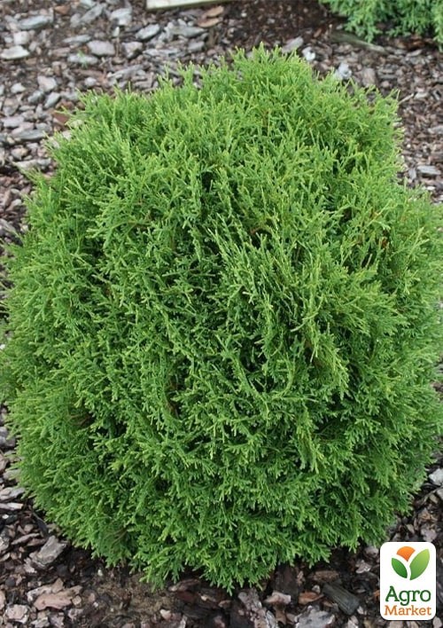 Туя западная "Hoseri" С10, диаметр 30-40 см - фото 3