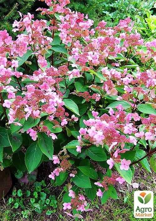 Гортензія волотиста "Дарума" (Dharuma)