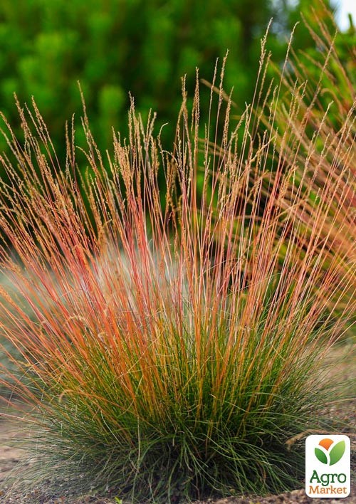 Овсяница Готье краснолистная "Sunrise" (Festuca Sunrise) - фото 3
