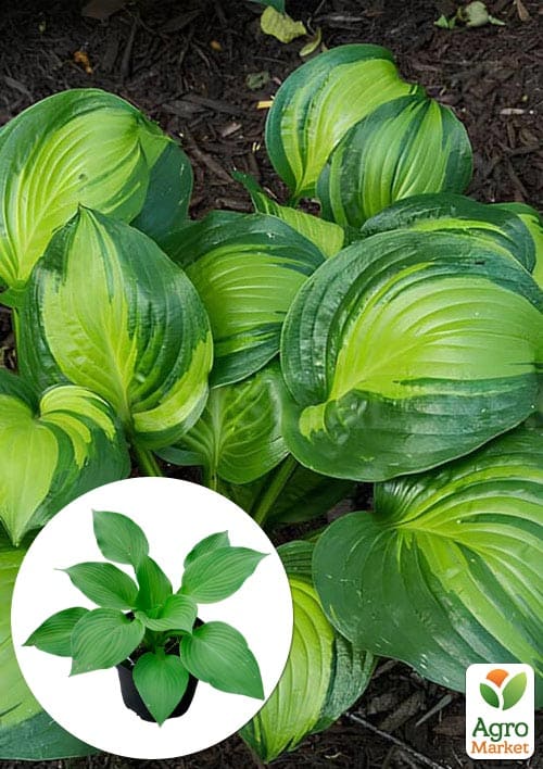 Хоста гібридна "Adorable" С3