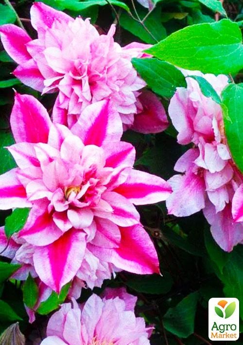 Клематис 3-х летний "My Darling" С2 - фото 6