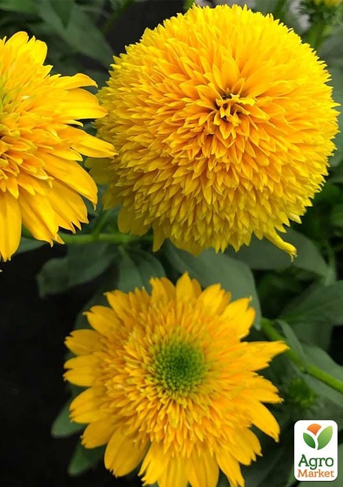 Ехінацея "Cara Mia Yellow" - фото 3