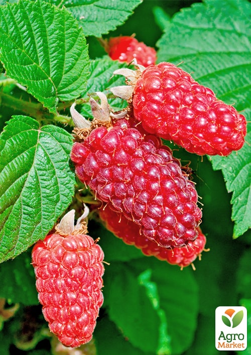 LMTD Ежемалина "Tayberry" (сортовая, укорененная) - фото 5