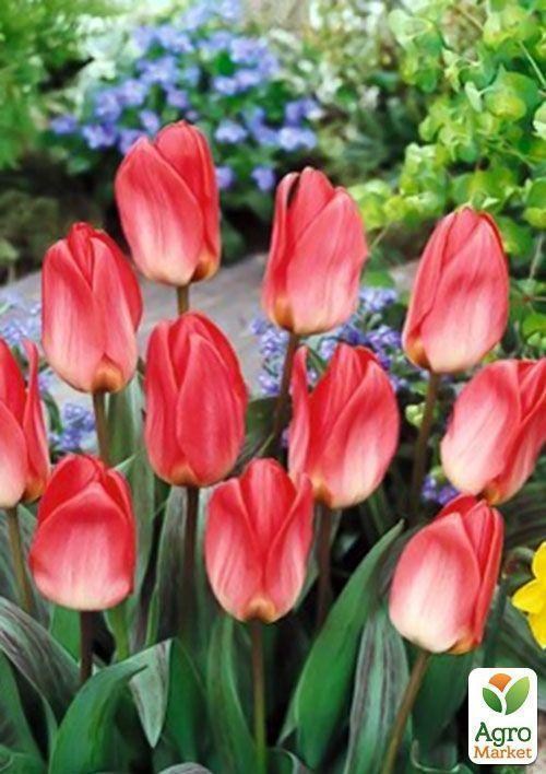 Тюльпан "Sweet Lady" 3шт в упаковке