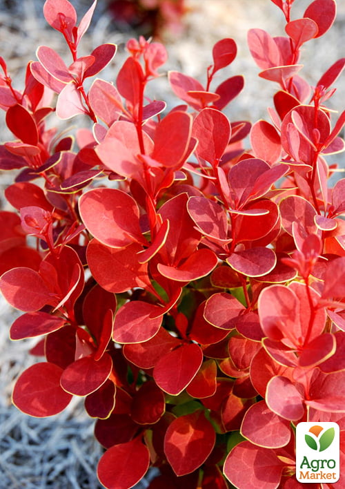 Барбарис Тунберга 2-х летний "Orange Dream" С2