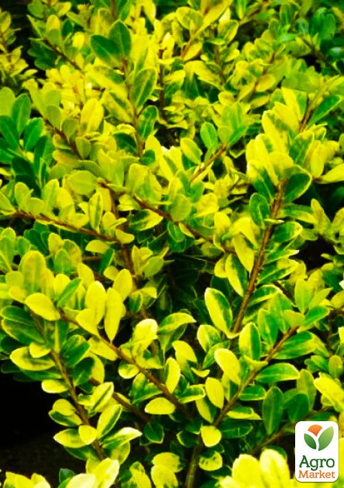 Падуб зазубренный "Голден Джем" (IIlex crenata Golden Gem) вазон Р9