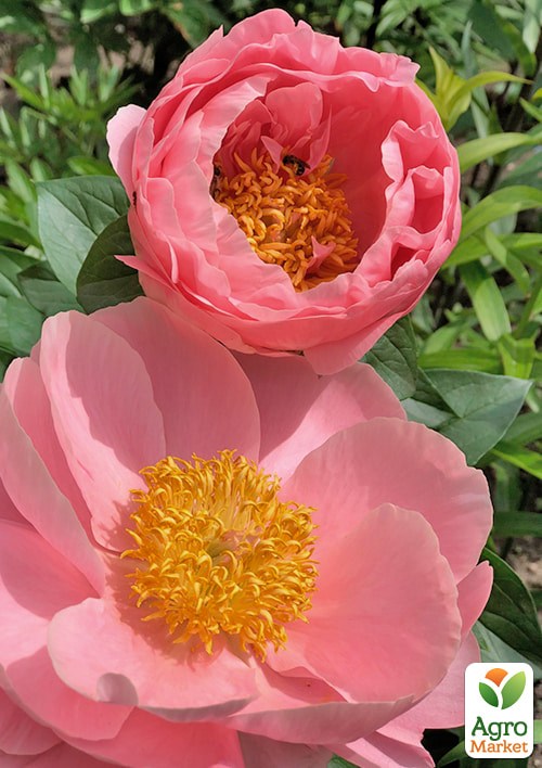 Півонія трав'яниста "Salmon Chiffon"