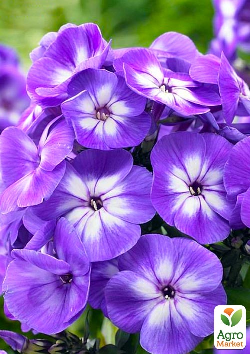 Флокс многолетний "Laura" 1шт в упаковке