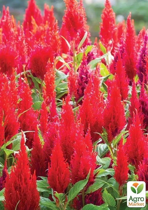 Целозия серебристая Sunday "Red" - фото 3