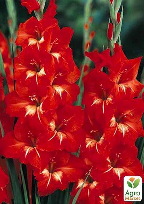 Гладіолус "Traderhorn" 3шт - фото 2