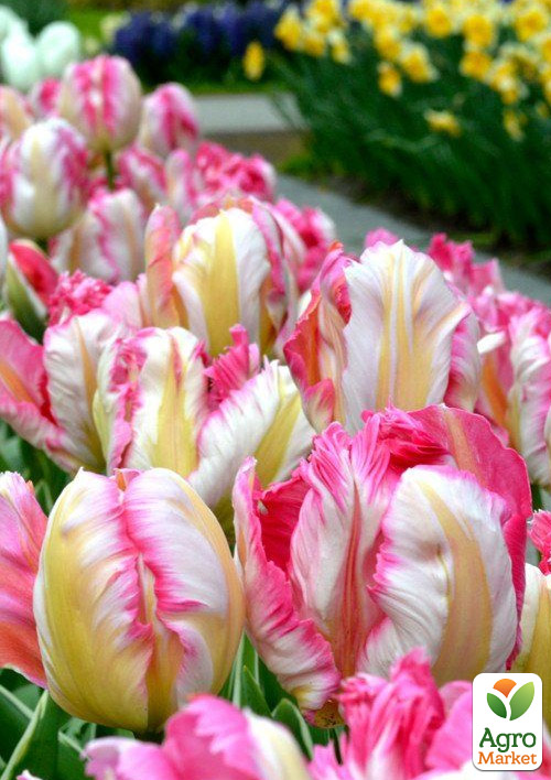 Тюльпан "Parrot Pinkvision"