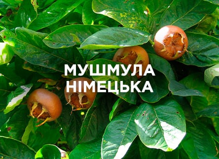 Мушмула німецька: як посадити та виростити