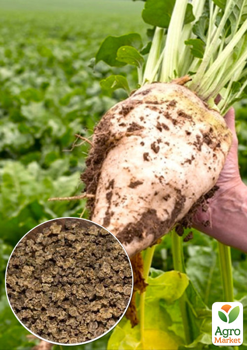 На вагу Буряк "Цукровий" ТМ "Весна" ціна за 15г