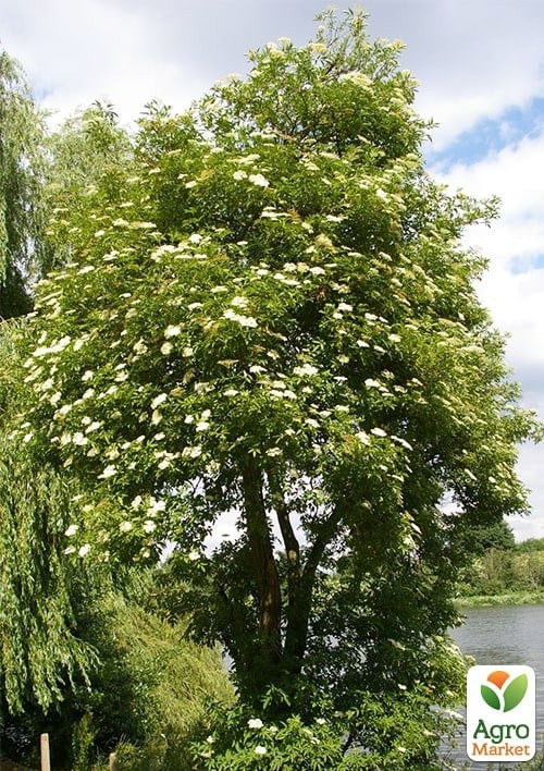 Бузина чорна "Variegata" контейнер Р9  - фото 3