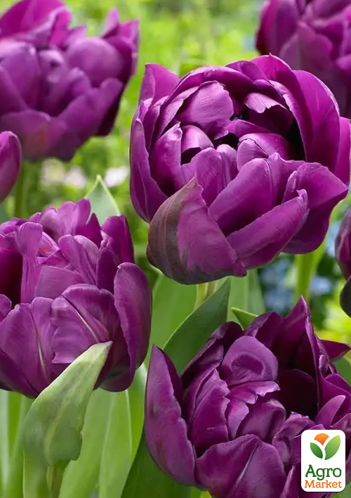 Тюльпан "Negrita Double" 