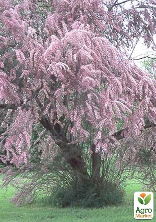 Тамарикс "Summer glow" (высота саженца 70см)