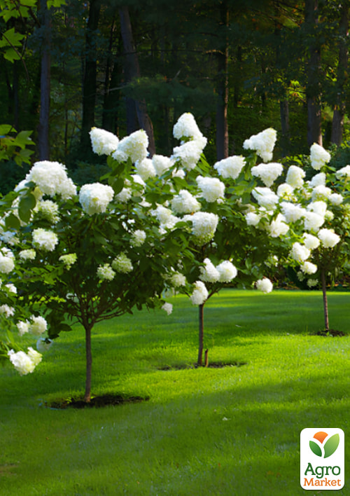 Гортензия метельчатая на штамбе "Skyfall" С3, высота 80-130см