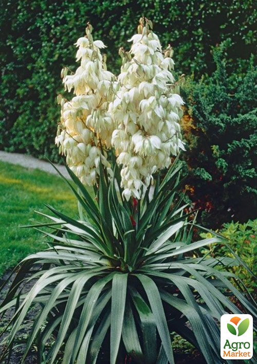 Юкка нитчаста укорінена в контейнері, С2