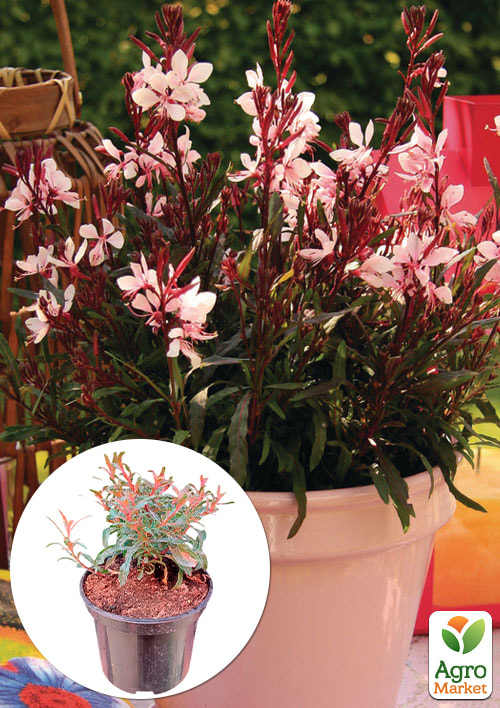 Гаура lindheimeri "Medium Pink" (вазон С1.5, ефектний багаторічник)