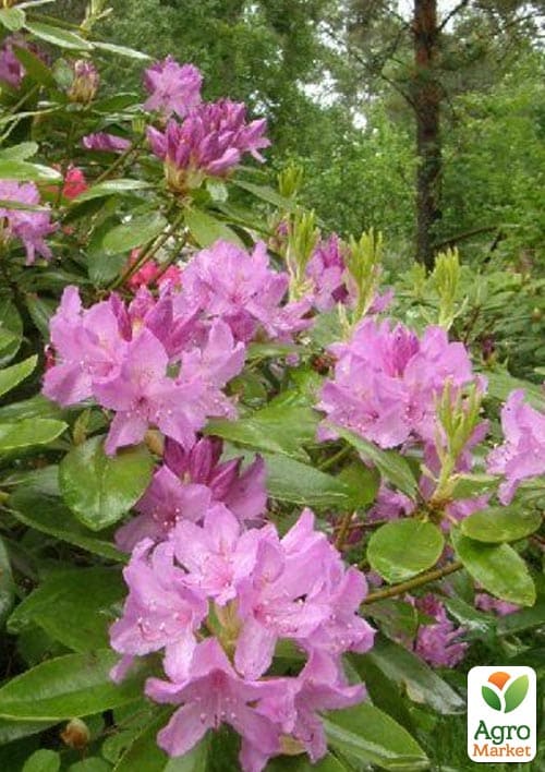 Рододендрон катевбинский "Боурзалт" (Rhododendron Catawbiense Boursault) вазон Р13 - фото 5