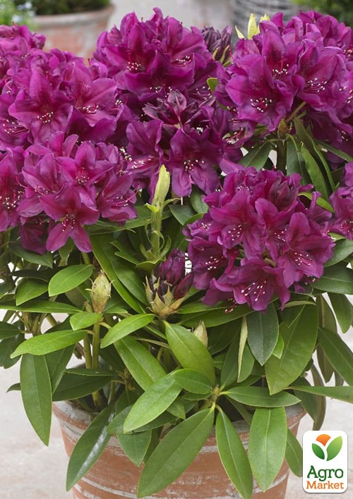 Рододендрон гібридний "Поларнайт" (Pollarnight)