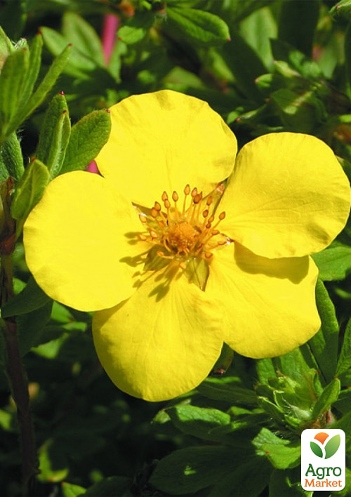 Перстач чагарниковий 2-х літній «Gold Star», С2 - фото 2