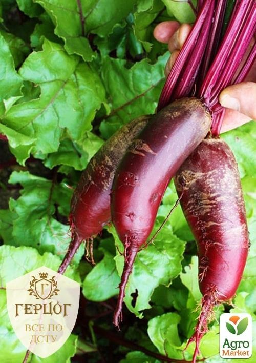 Буряк "Герцог" "Циліндра" ТМ "Весна" 6г