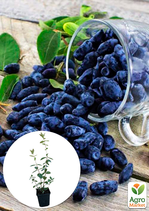 Жимолость "Гордость Бакчара" (средний срок созревания, крупноплодный сорт)